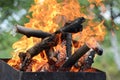 Close up of fire on chargrill. Dry sticks smoulder. Royalty Free Stock Photo