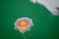 close-up of a fire jellyfish with its long tentacles swimming in green seawater Royalty Free Stock Photo