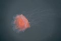 Close-up of a fire jellyfish with its long tentacles swimming in green seawater Royalty Free Stock Photo