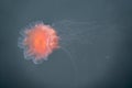 Close-up of a fire jellyfish with its long tentacles swimming in green seawater Royalty Free Stock Photo