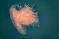 close-up of a fire jellyfish with its long tentacles swimming in green seawater