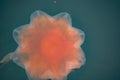 close-up of a fire jellyfish with its long tentacles swimming in green seawater Royalty Free Stock Photo