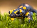 Close up of Fire salamander newt in its natural habitat Royalty Free Stock Photo