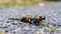Close up of a Fire Salamander stepping on pebbles, after rain. Black Amphibian with orange spots. Royalty Free Stock Photo