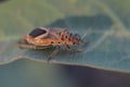 Close-up of a firebug