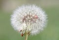 Close-up of a firebug (Pyrrhocoris apterus) crawling on a dandelion seed head