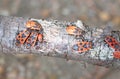 Close-up of a firebug (Pyrrhocoris apterus) crawling on a tree