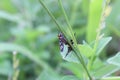 Close up of Firebug, Pyrrhocoris apterus