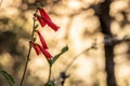 Close Up of Firecracker Penstemon Blossoms