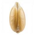 Close up of a firefly barley seed, showcasing its details against a pure white backdrop with full depth of field