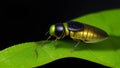 A close-up of a firefly perched on a dewy leaf.