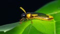 A close-up of a firefly perched on a dewy leaf.