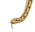 Close-up of a firefly python, isolated