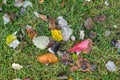 Close-up of first fallen colorful autumn leaves of different breeds and colors in green grass, autumn has come. Modern Royalty Free Stock Photo