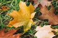 Close-up of first fallen colorful autumn leaves of maple, oak in green grass, autumn has come Royalty Free Stock Photo