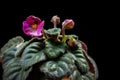 Blooming purple african violet Saintpaulia plantlet on a black background. Royalty Free Stock Photo