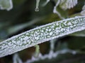 Close-up of the first frost on a blade of grass. Frost texture. View from above.