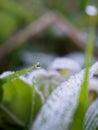 Close-up of the first frost on the leaves in the grass. A drop of water on the tip of the grass. Royalty Free Stock Photo