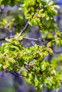 Close up of first green leaves of oak Royalty Free Stock Photo