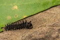 Cecropia Caterpillar First Instar - Hyalophora cecropia Royalty Free Stock Photo