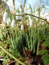 Close up of the first snowdrops in the forest. Royalty Free Stock Photo