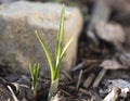 Close up first spring flowers, green leaves of crocus growing up from ground covered by bark at rock garden. Selective Royalty Free Stock Photo