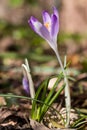 Close up of first spring wild crocus crocus tommasinianus blooming with natural background.