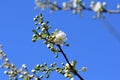 Close up of the first white blossoms on a tree branche in spring against the sky