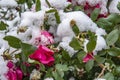 First winter snow on rose bush