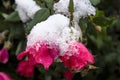 First winter snow on rose bush