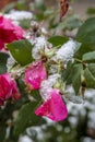First winter snow on rose bush