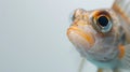 A close up of a fish with big eyes and orange fins, AI Royalty Free Stock Photo