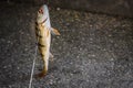 Close-up of fish on the hook. Cathing perch by fishing hook