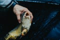 Close-up of a fish hooked by the mouth. Male hands take out the bait. Fishing Royalty Free Stock Photo