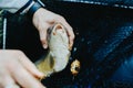 Close-up of a fish hooked by the mouth. Male hands take out the bait. Fishing Royalty Free Stock Photo