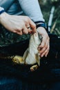 Close-up of a fish hooked by the mouth. Male hands take out the bait. Fishing Royalty Free Stock Photo