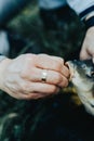 Close-up of a fish hooked by the mouth. Male hands take out the bait. Fishing Royalty Free Stock Photo