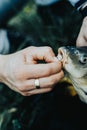 Close-up of a fish hooked by the mouth. Male hands take out the bait. Fishing Royalty Free Stock Photo