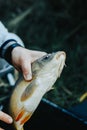 Close-up of a fish hooked by the mouth. Male hands take out the bait. Fishing Royalty Free Stock Photo