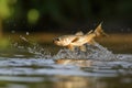 Close up a fish jumping with splashes out of the water lake Royalty Free Stock Photo