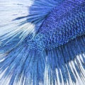 Close-up on a fish skin - blue Siamese fighting fish