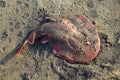 Close-up of a Fish stingray on a sand. Indian ocean Royalty Free Stock Photo