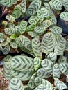 Close up of fishbone prayer plant