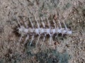 Close-up of fishbones texture on the ground Royalty Free Stock Photo