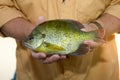 Close up of fisherman holding an alive Bluegill Royalty Free Stock Photo