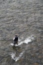 Close Up Fisherman At The Nischiki River At Iwakuni 4-9-2015