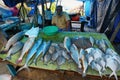 Close up of fishes in a parade of fish market in Fort Kochi, India