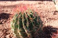 Close up of a Ferocactus wislizeni, Fishhook barrel cactus, in the Arizona desert Royalty Free Stock Photo