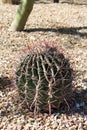 Close up of a Ferocactus wislizeni, Fishhook Barrel, cactus in the Arizona desert