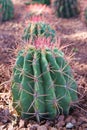 A Fishhook Barrel Cactus, Ferocactus wislizeni, in the Arizona desert